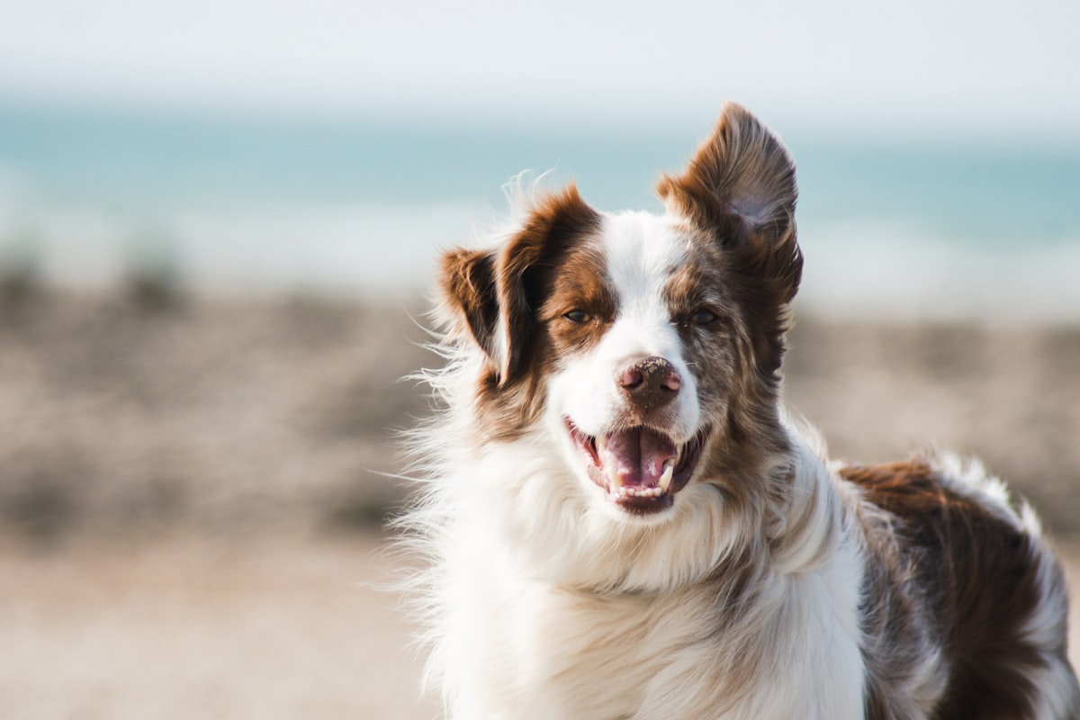Hond Blaft Te Veel? Dit Zijn de Beste Diervriendelijke Oplossingen